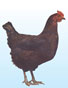 New Hampshire X Chicken
